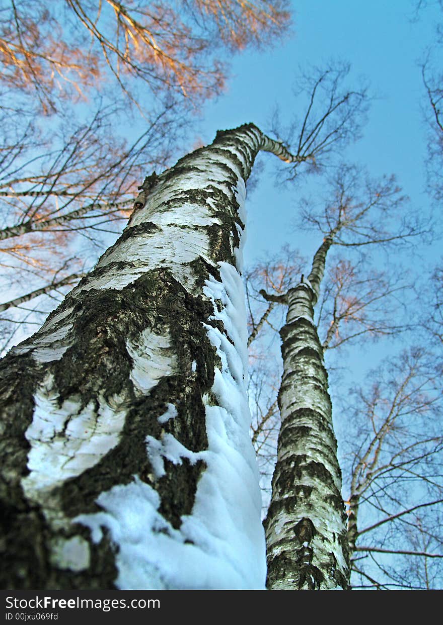 Winter trees in the forest on the sky background. Winter trees in the forest on the sky background