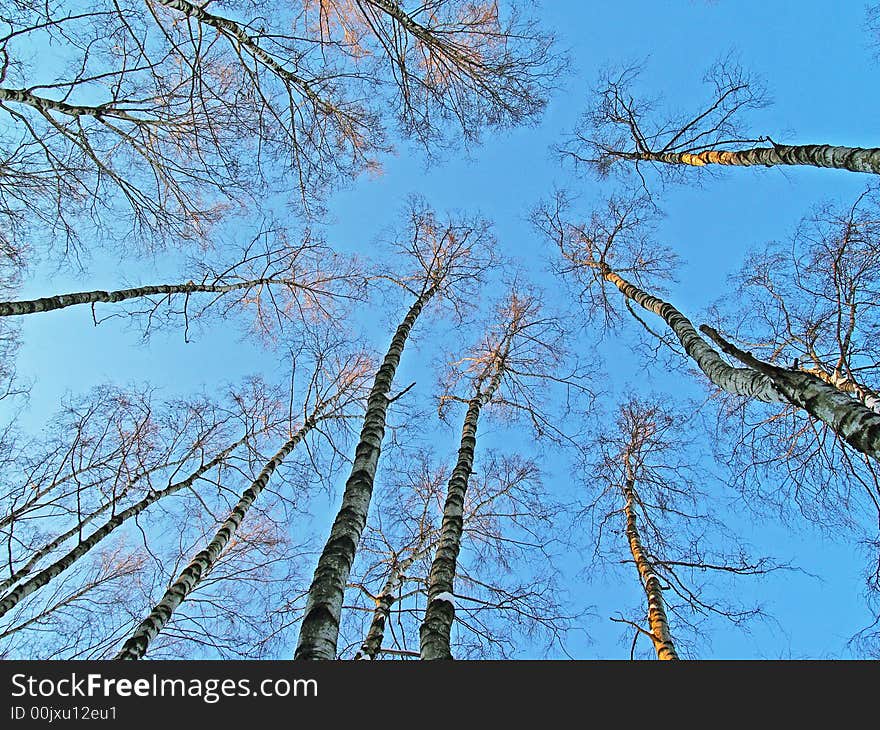 Winter trees in the forest on the sky background. Winter trees in the forest on the sky background