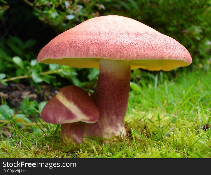 Two red mushrooms