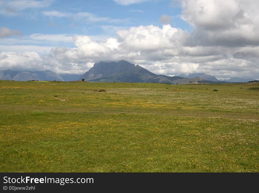 Fields covered with yellow flowers on a farm. Fields covered with yellow flowers on a farm