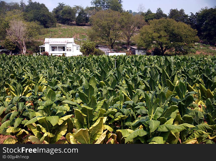 Tennessee Cash Crop Tobacco