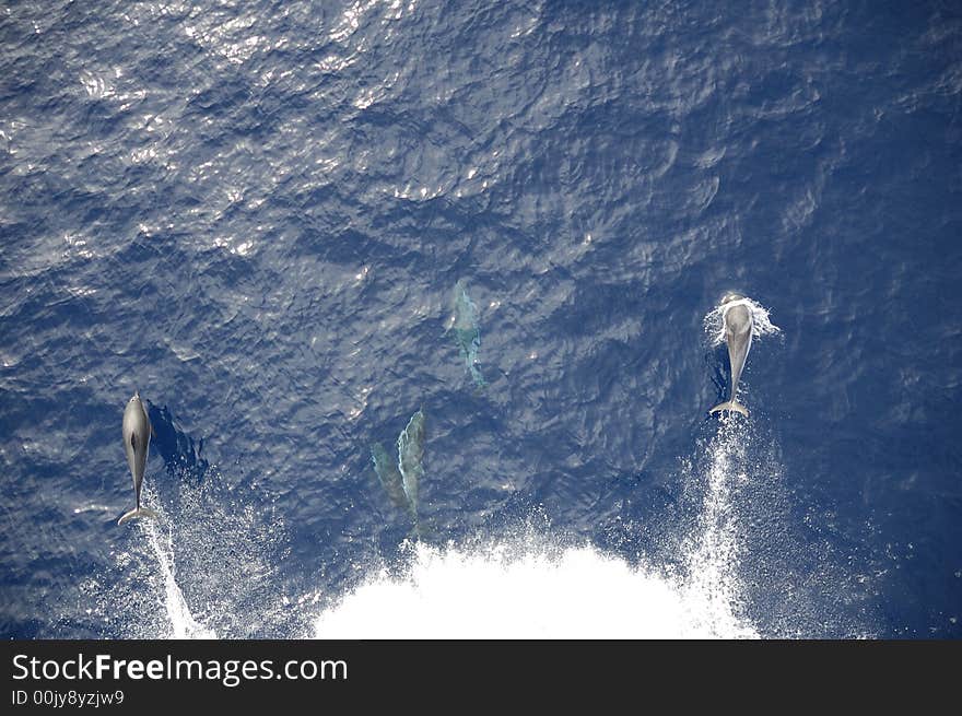 Dolphins in the North Atlantic Ocean playing in front of the bow of a cargo vessel. Dolphins in the North Atlantic Ocean playing in front of the bow of a cargo vessel.