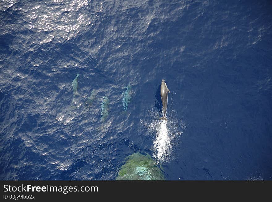 Dolphins in the North Atlantic Ocean playing in front of the bow of a cargo vessel. Dolphins in the North Atlantic Ocean playing in front of the bow of a cargo vessel.