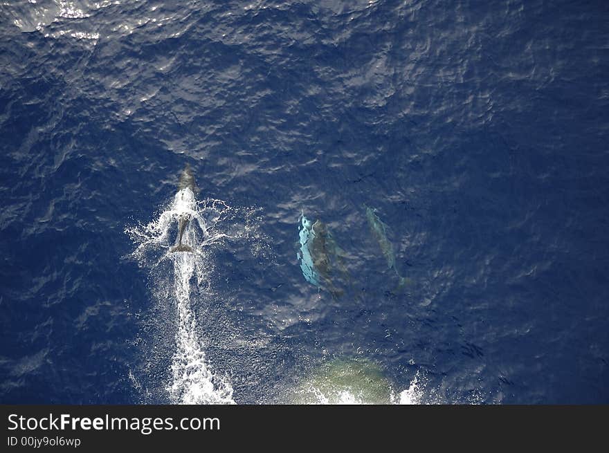 Dolphins in the North Atlantic Ocean playing in front of the bow of a cargo vessel. Dolphins in the North Atlantic Ocean playing in front of the bow of a cargo vessel.