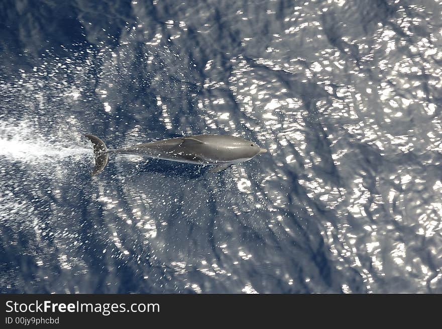 Dolphins in the North Atlantic Ocean playing in front of the bow of a cargo vessel. Dolphins in the North Atlantic Ocean playing in front of the bow of a cargo vessel.