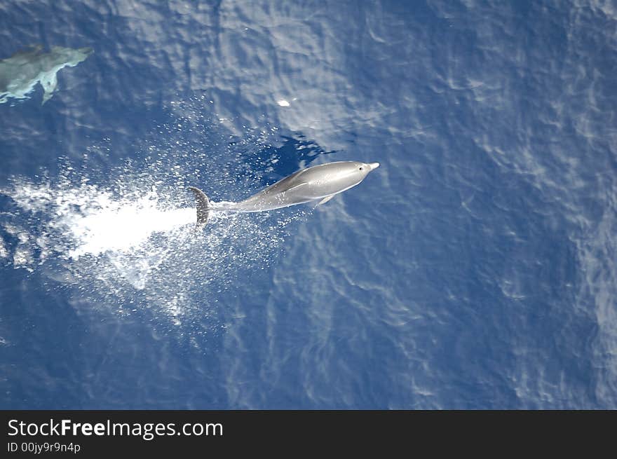 Dolphins in the North Atlantic Ocean playing in front of the bow of a cargo vessel. Dolphins in the North Atlantic Ocean playing in front of the bow of a cargo vessel.