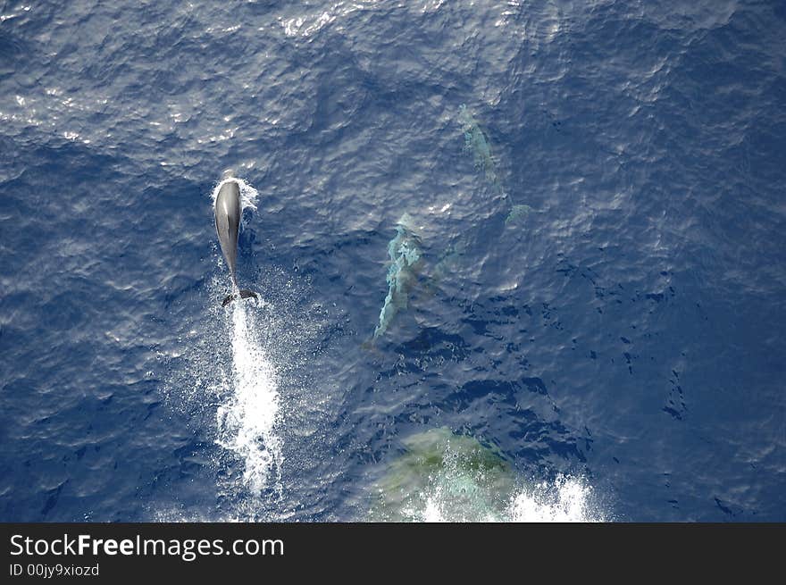 Dolphins in the North Atlantic Ocean playing in front of the bow of a cargo vessel. Dolphins in the North Atlantic Ocean playing in front of the bow of a cargo vessel.