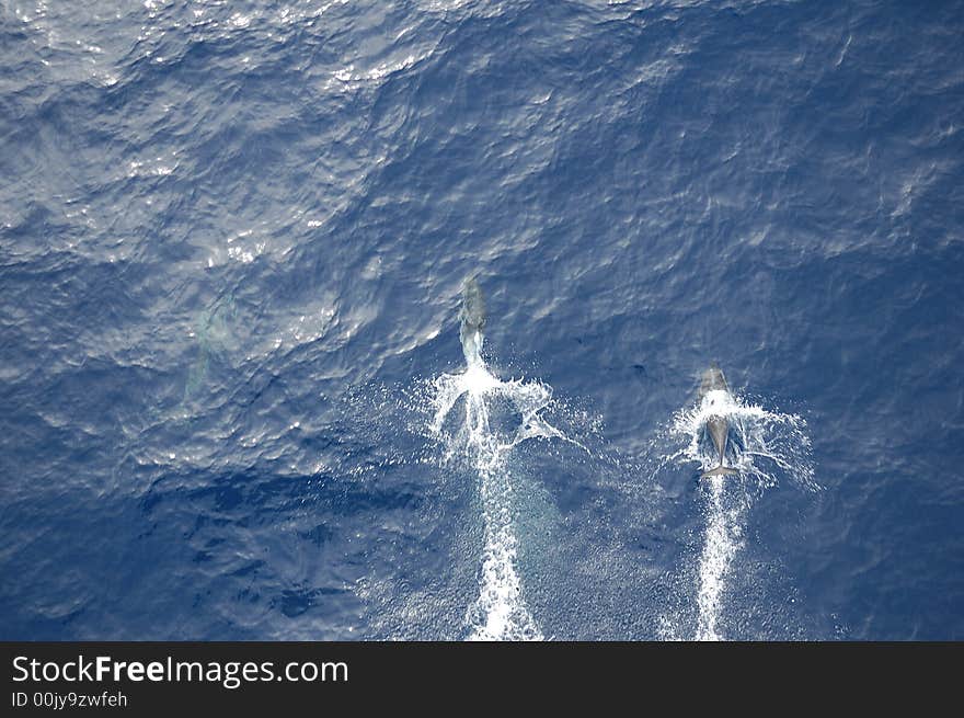 Dolphins in the North Atlantic Ocean playing in front of the bow of a cargo vessel. Dolphins in the North Atlantic Ocean playing in front of the bow of a cargo vessel.