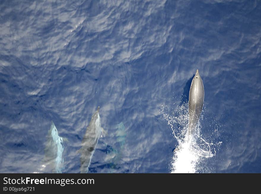 Dolphins in the North Atlantic Ocean playing in front of the bow of a cargo vessel. Dolphins in the North Atlantic Ocean playing in front of the bow of a cargo vessel.