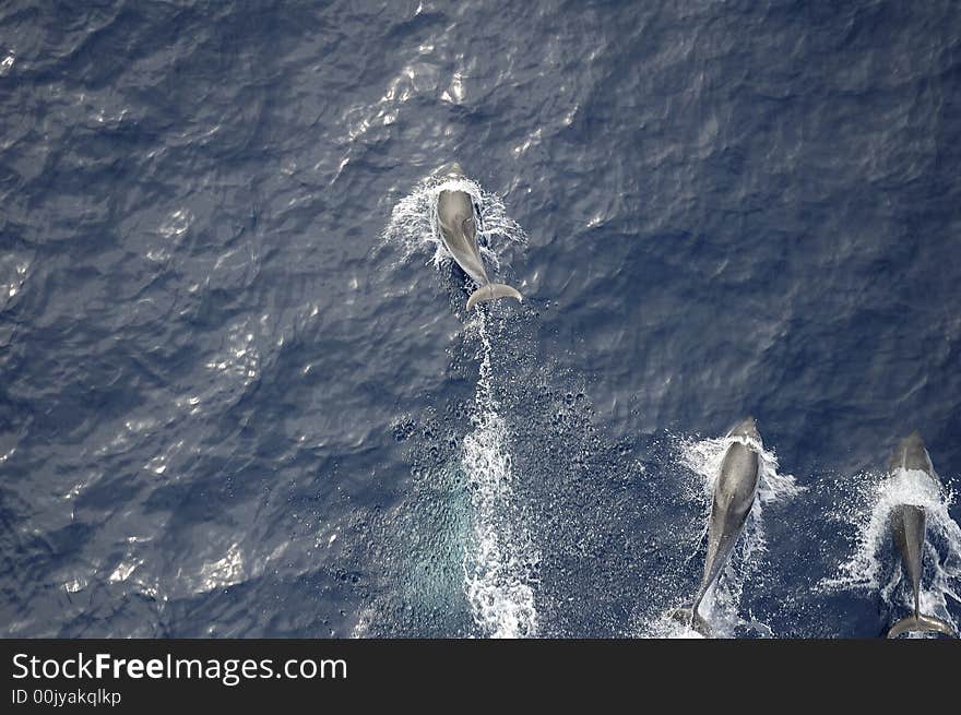 Dolphins in the North Atlantic Ocean playing in front of the bow of a cargo vessel. Dolphins in the North Atlantic Ocean playing in front of the bow of a cargo vessel.