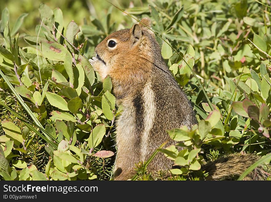 Chipmunk in the green grass of the Paradise trail, Mt Rainier Washington