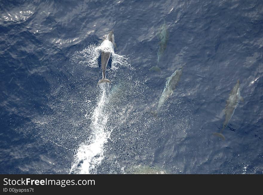 Dolphins in the North Atlantic Ocean playing in front of the bow of a cargo vessel. Dolphins in the North Atlantic Ocean playing in front of the bow of a cargo vessel.