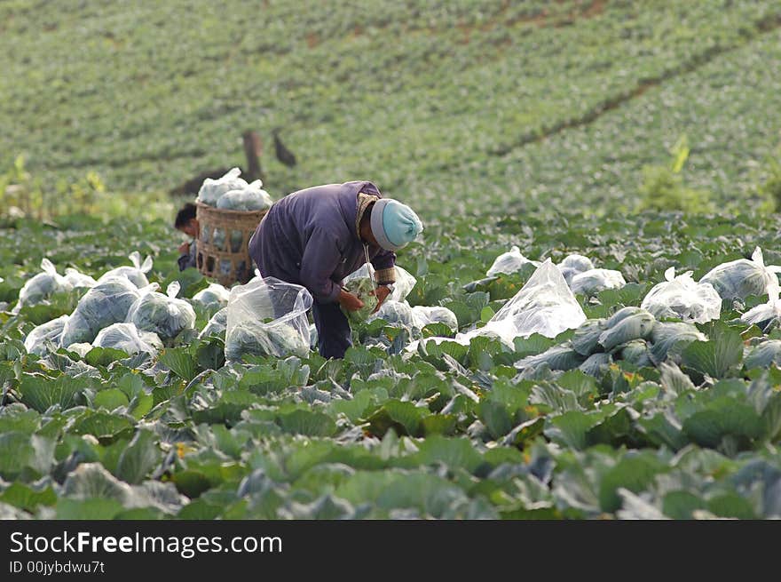 The north agriculture in Thailand. The north agriculture in Thailand.