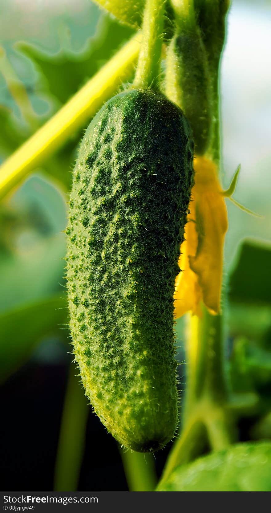 A vegetable pleasant and useful, a photo of a cucumber in natural  conditions. A vegetable pleasant and useful, a photo of a cucumber in natural  conditions.