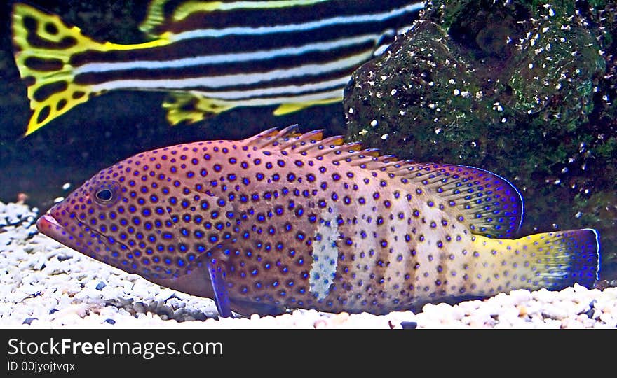 Portrait of nice tropical fish. Portrait of nice tropical fish