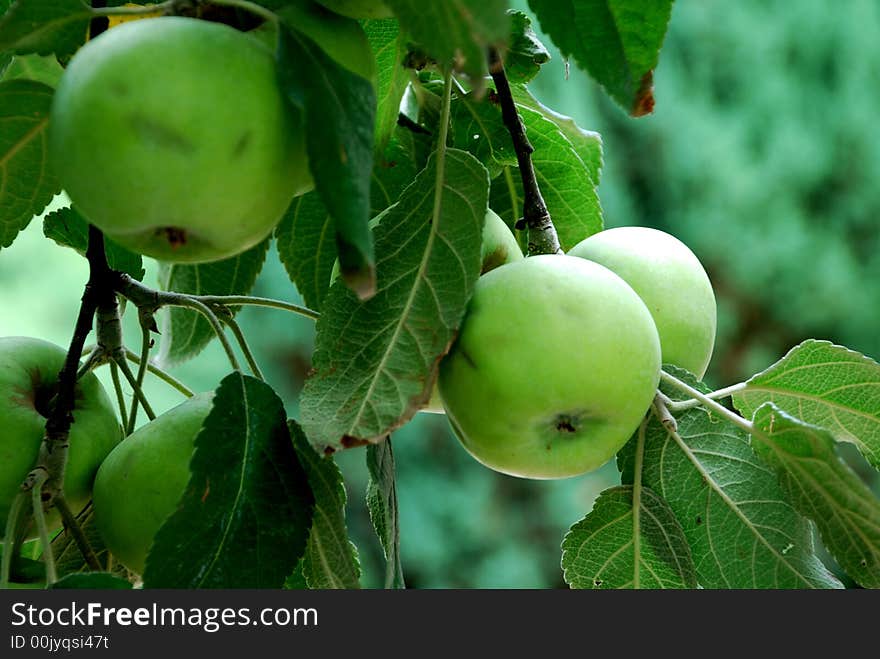 Green apples and leafes on the banch of apple tree in the garden. Green apples and leafes on the banch of apple tree in the garden