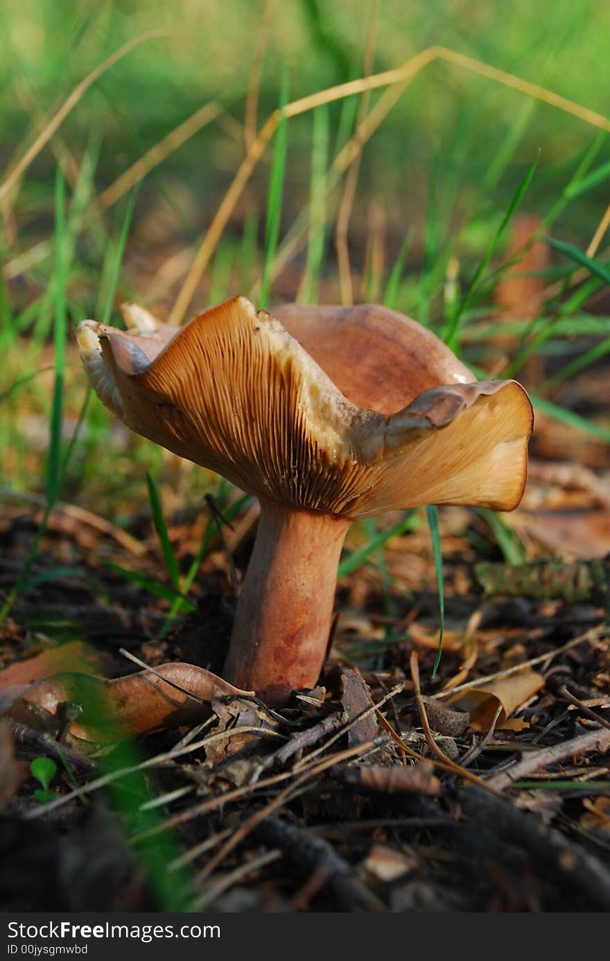 A mushroom grows in a grass and leaves