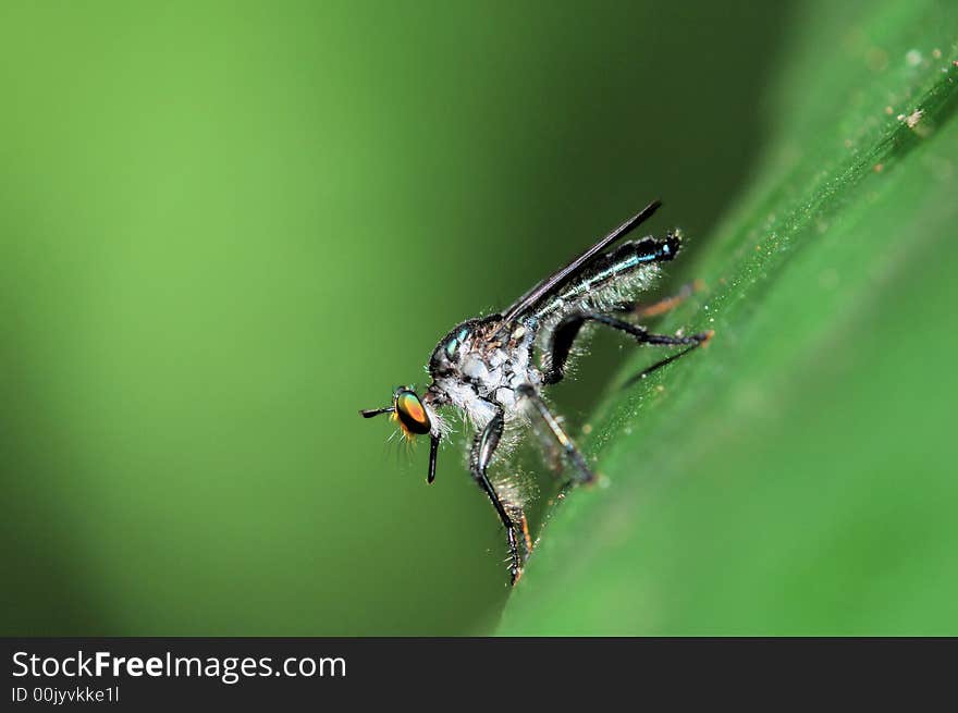 Hover fly pose after feeding it's prey