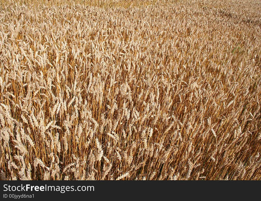 A field of ripened wheat. A field of ripened wheat