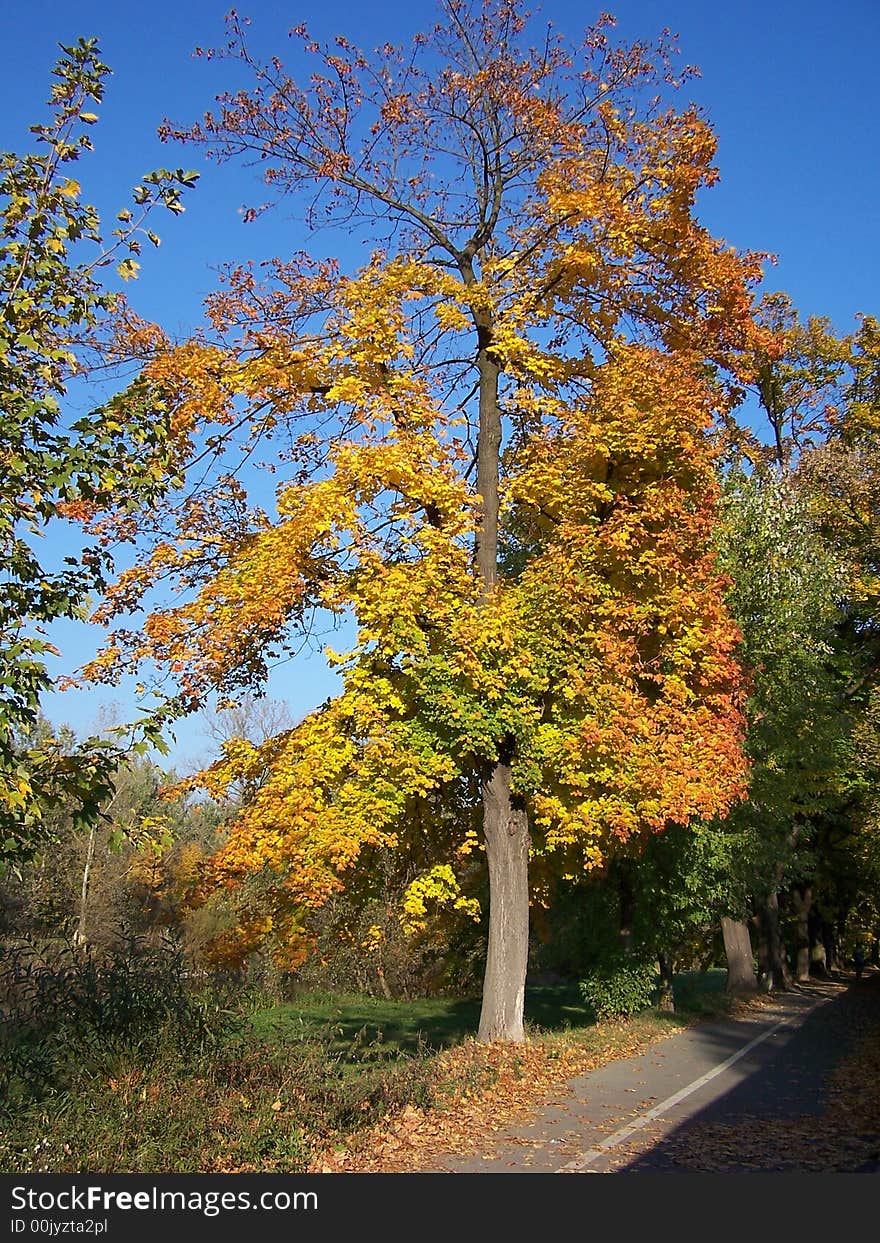 Tree with orange leafs in autumn. Tree with orange leafs in autumn