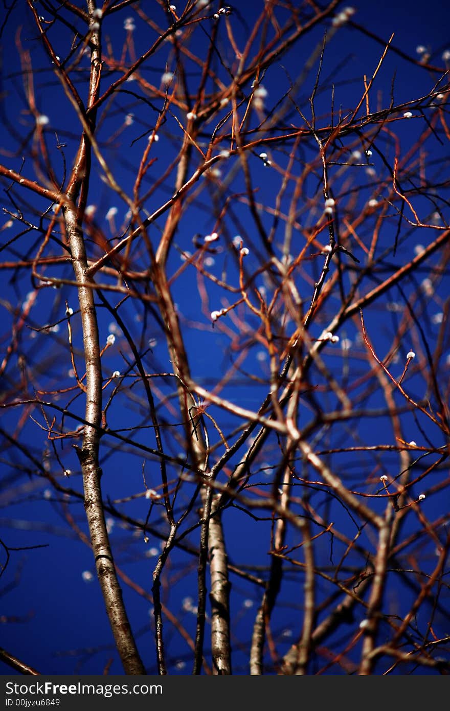 Branches