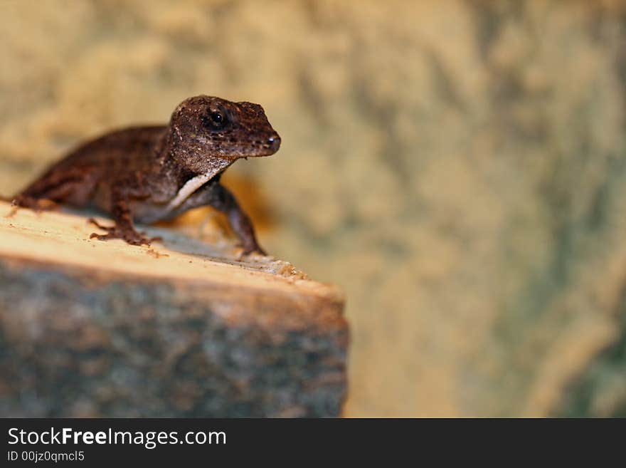 Bahama anole