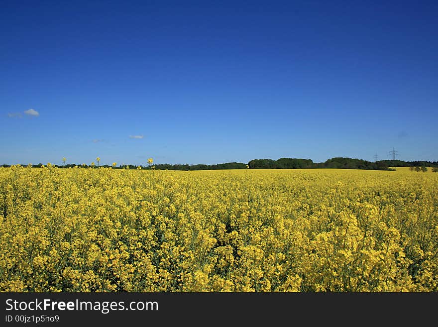 Rape field