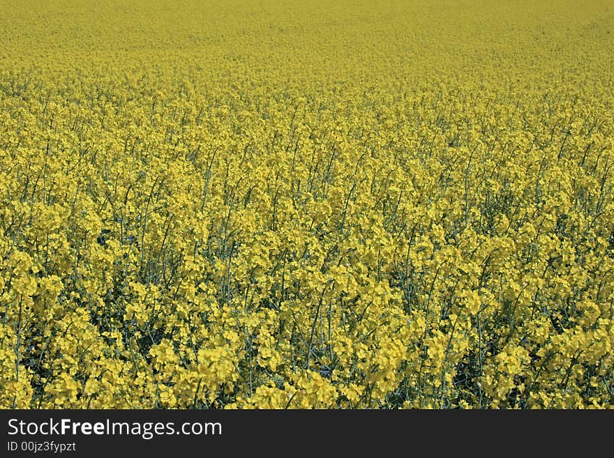 Rape Field