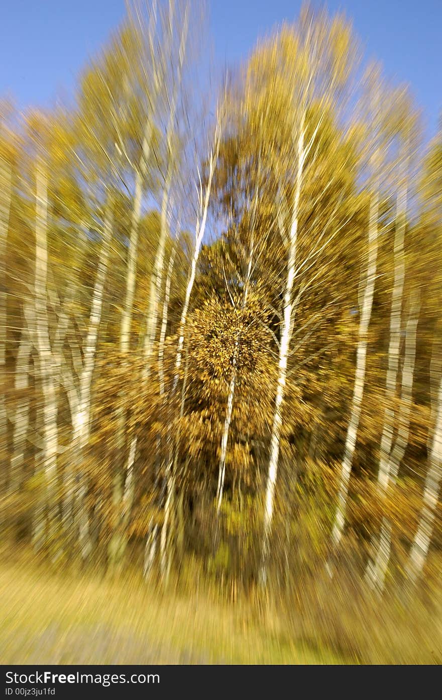 Autumn, colourful and beautiful trees, zooming effect