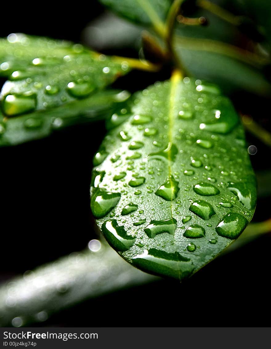 A pic of a leaf with some drops on it. A pic of a leaf with some drops on it.