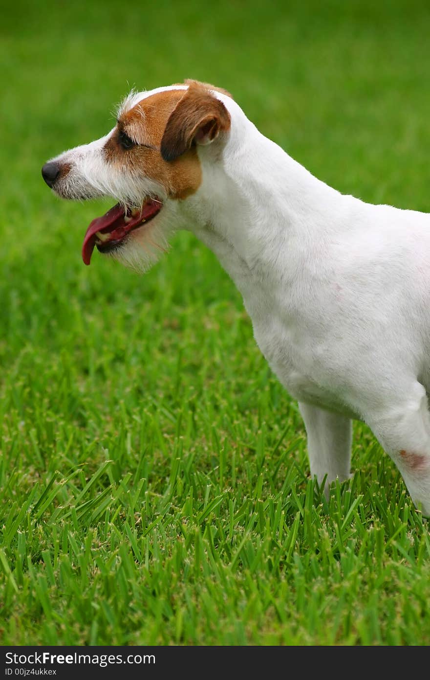 Jack Russell terrier outside in the grass. Jack Russell terrier outside in the grass