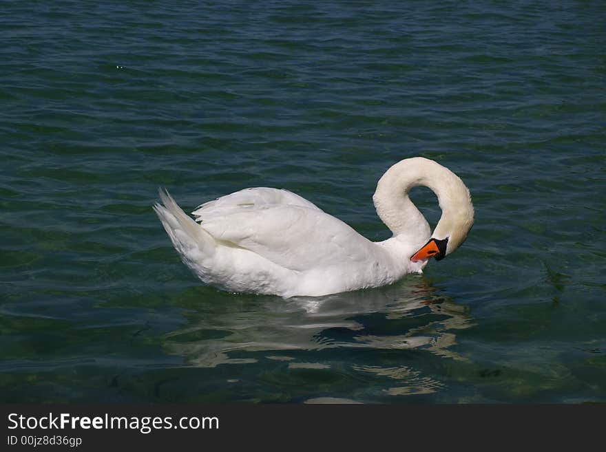 White swan on a lake with curved neck. White swan on a lake with curved neck