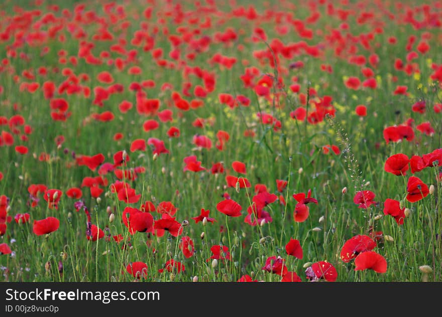 Red poppies field