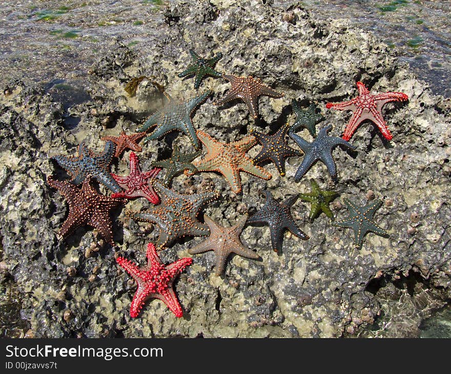 Colourful starfish in the Indian Ocean