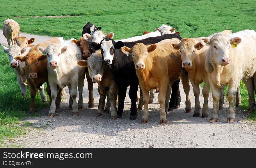 Cows lined up to pose for this picture, taken neat St Jacobs, Ontario, Canada. Cows lined up to pose for this picture, taken neat St Jacobs, Ontario, Canada