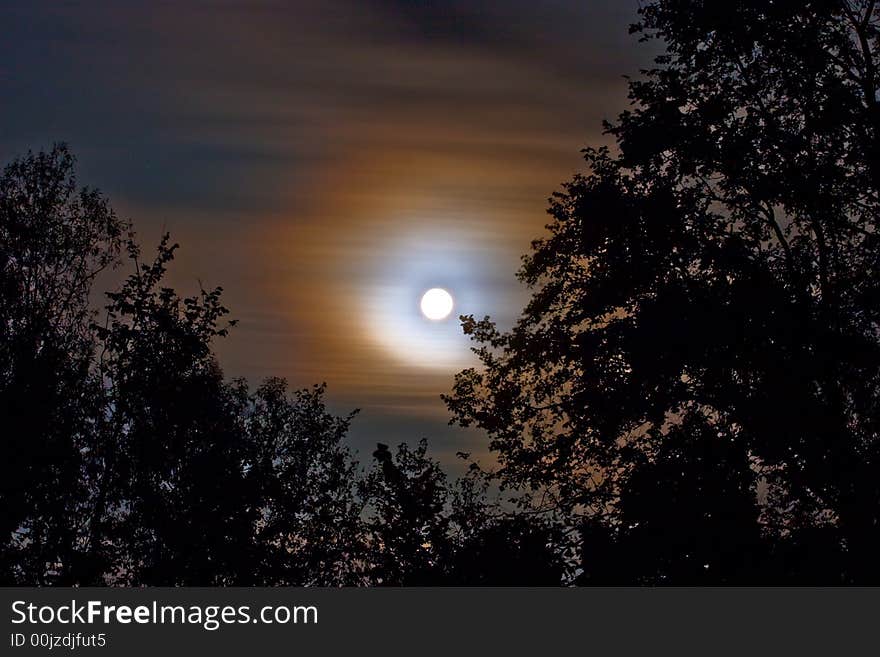 Landscape with trees on a background of the sky in a full moon. Landscape with trees on a background of the sky in a full moon