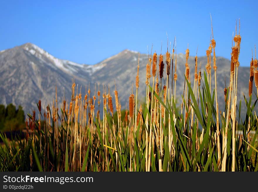 Cattails with mountain range in the background. Cattails with mountain range in the background