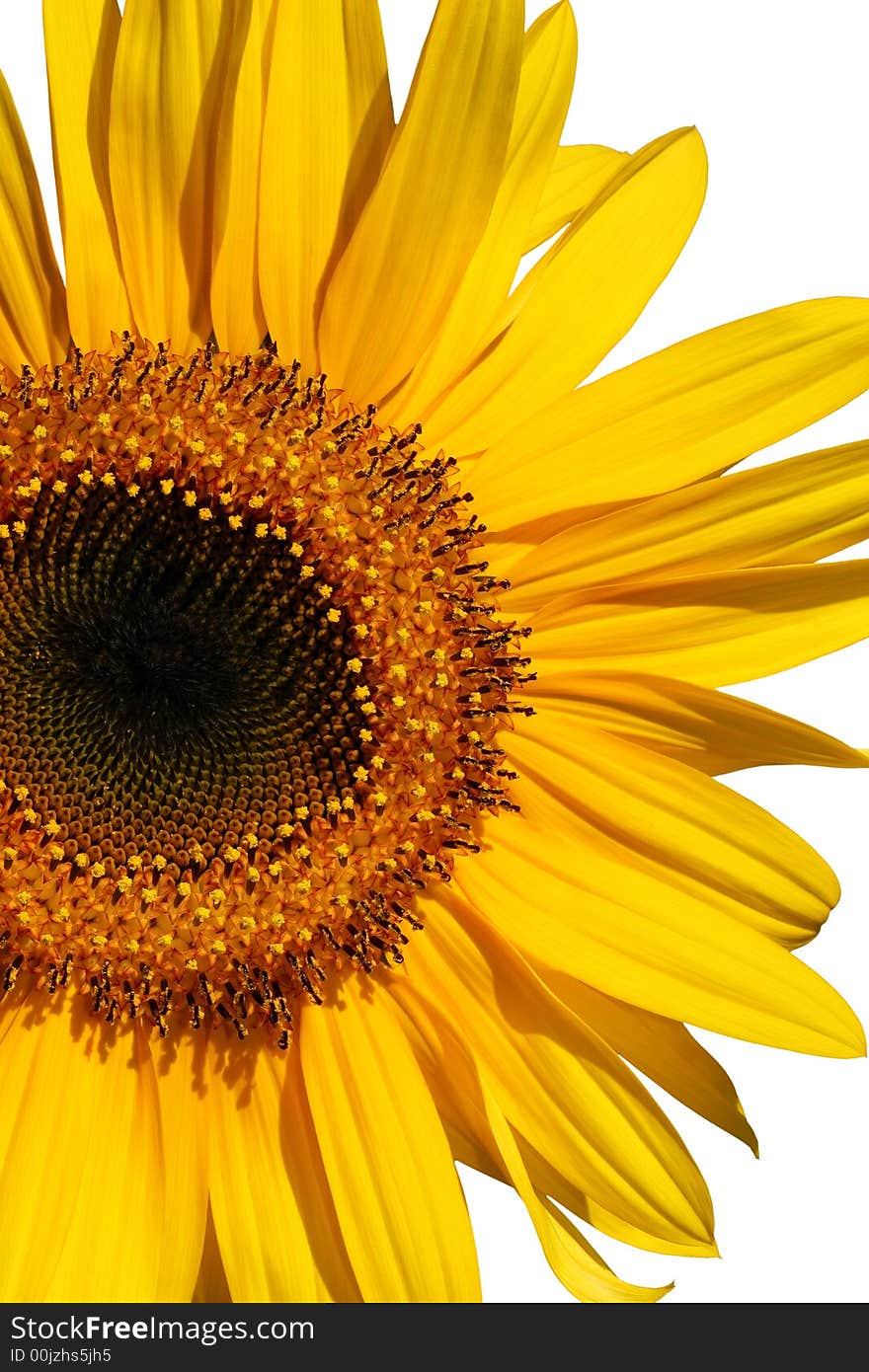 Sunflower section in full bloom over white. Sunflower section in full bloom over white.