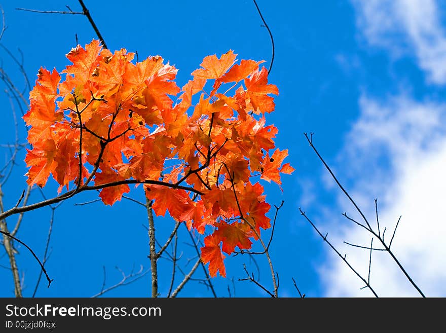 Red autumn aspen leaves and blue sky