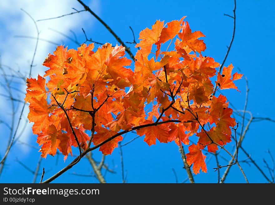 Red aspen autumn leaves and blue sky. Red aspen autumn leaves and blue sky