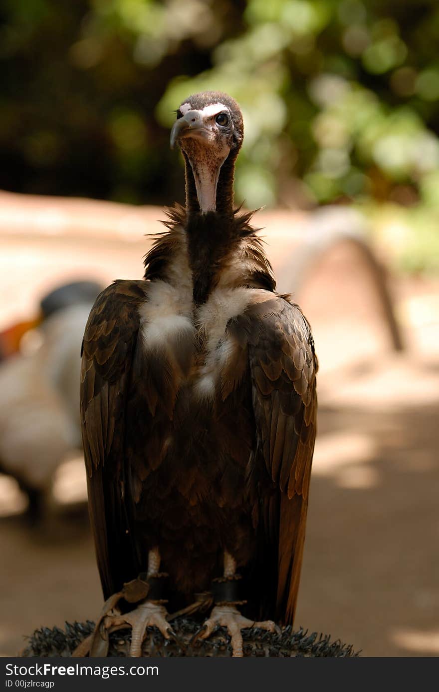 Vulture