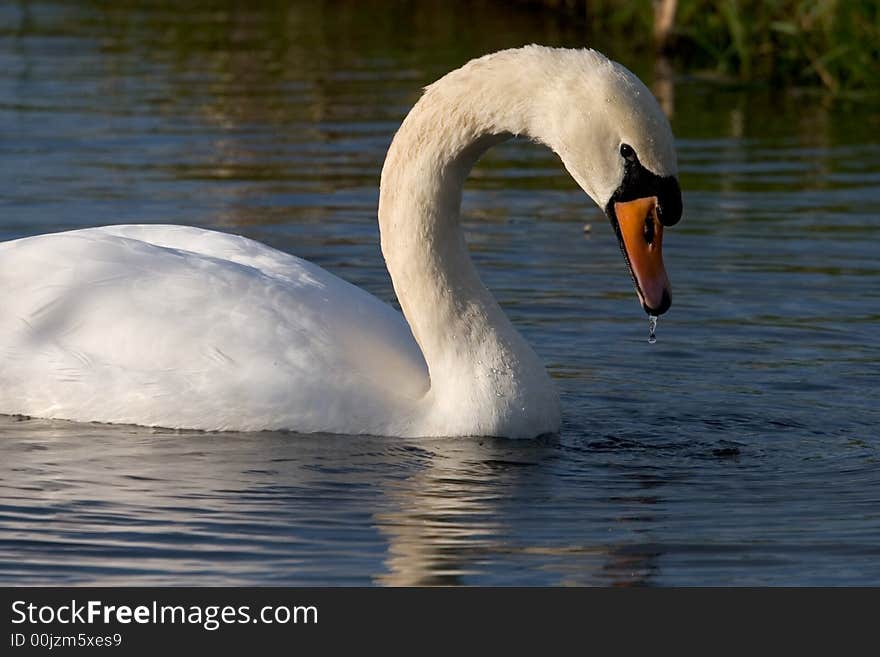 Swan