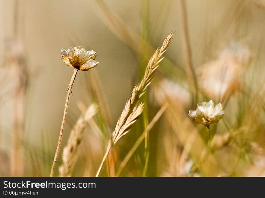 A close up of a dry cornfield. A close up of a dry cornfield