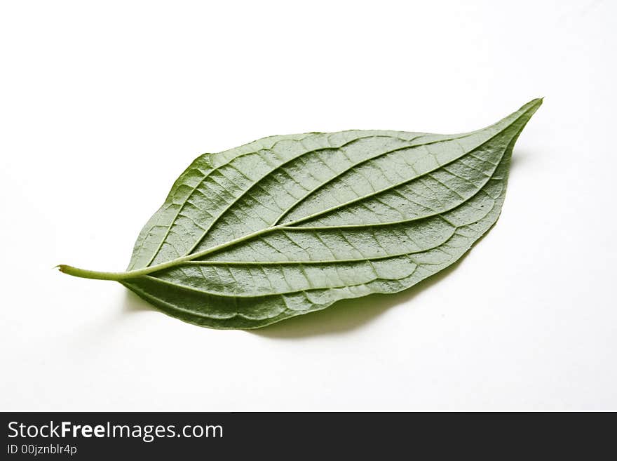 Green leaf on white background