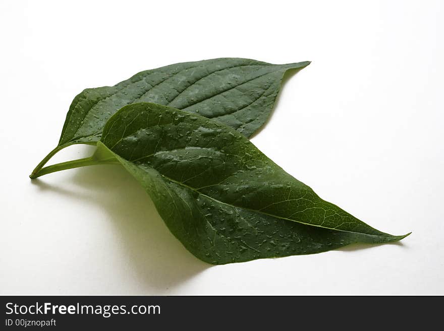 Green leaves on white background. Green leaves on white background