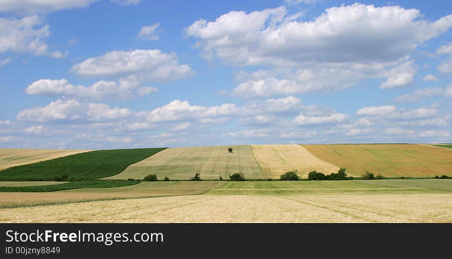 Grain fields with single tree