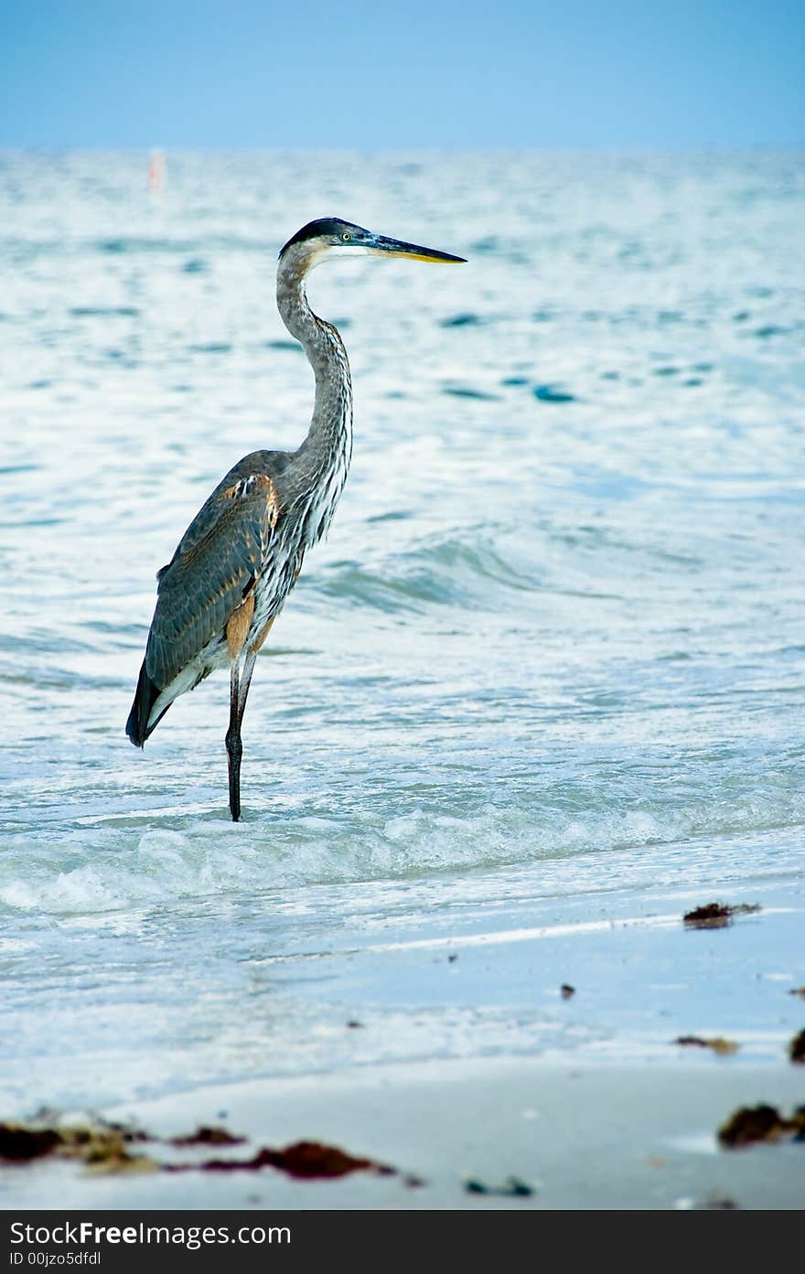 Heron looking for fish in the breaking waves of the sea. Heron looking for fish in the breaking waves of the sea