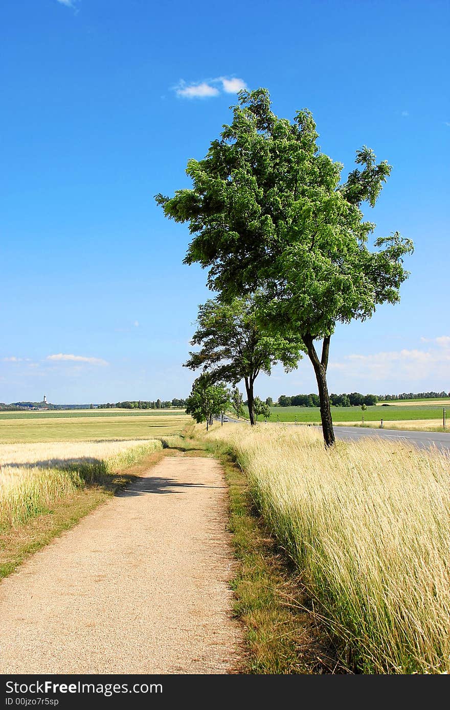 Trees along road