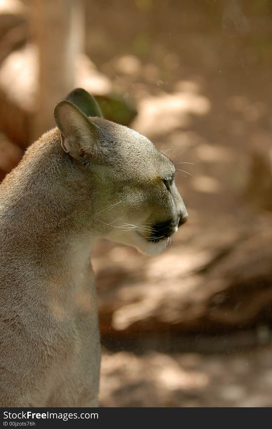 Puma Portrait