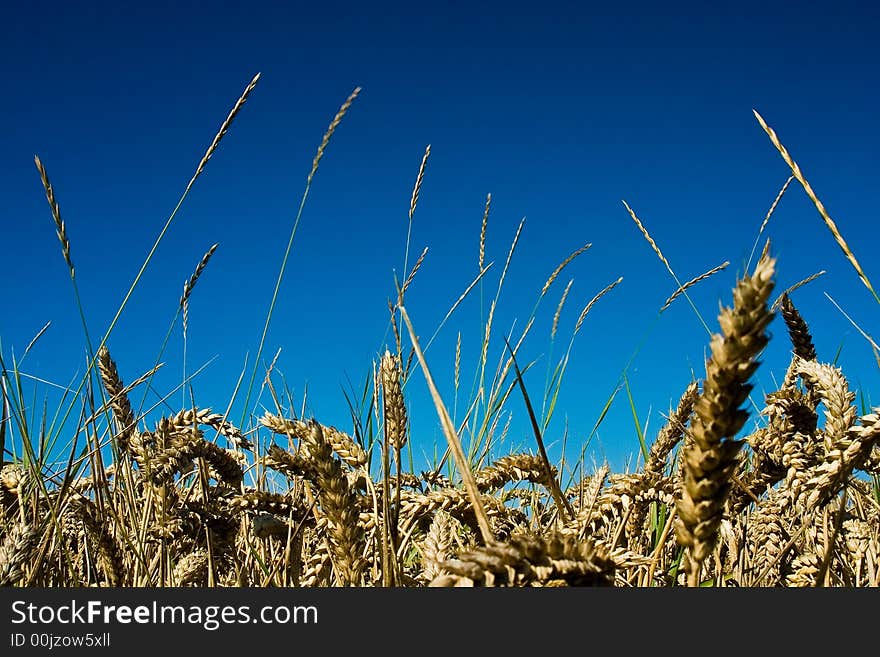 Cornfield